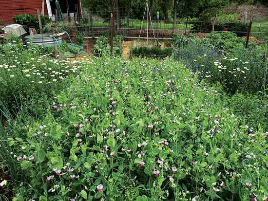 
Austrian winter peas make a fantastic cover crop, plus the shoots are edible.
